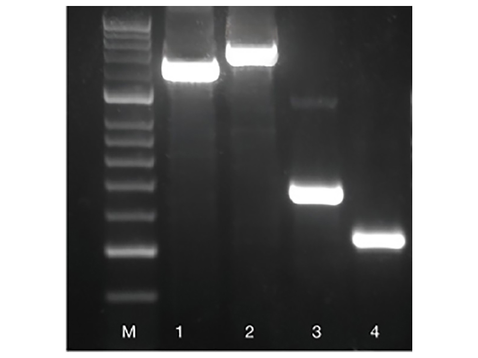 BIOTAQ DNA Polymerase / 500 Units
