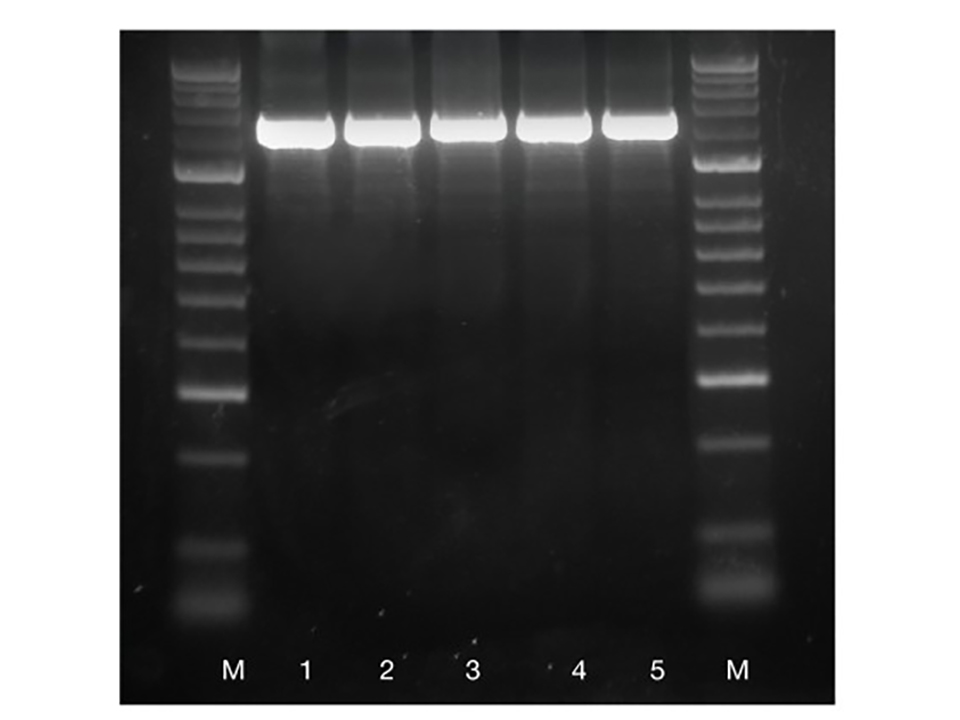 IMMOLASE DNA Polymerase / 500 Units