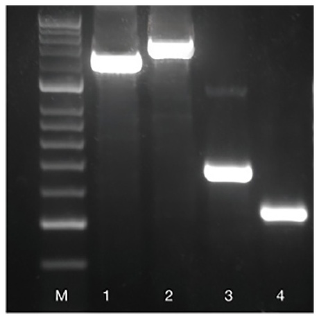 VELOCITY DNA Polymerase / 250 Units