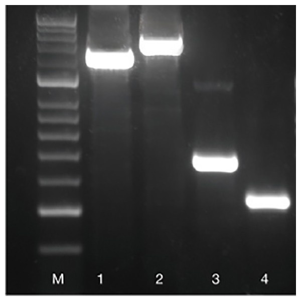 VELOCITY DNA Polymerase / 250 Units