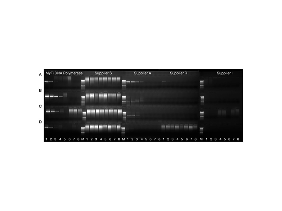 MyFi DNA Polymerase / 250 Units