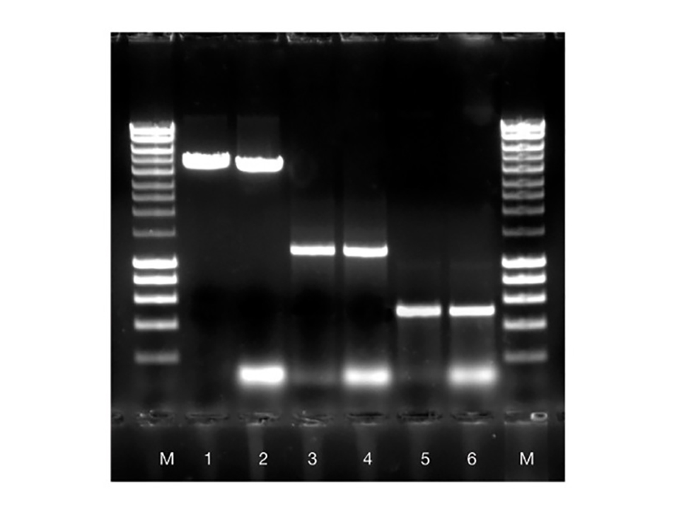 ISOLATE II PCR & Gel Kit / 50 preps