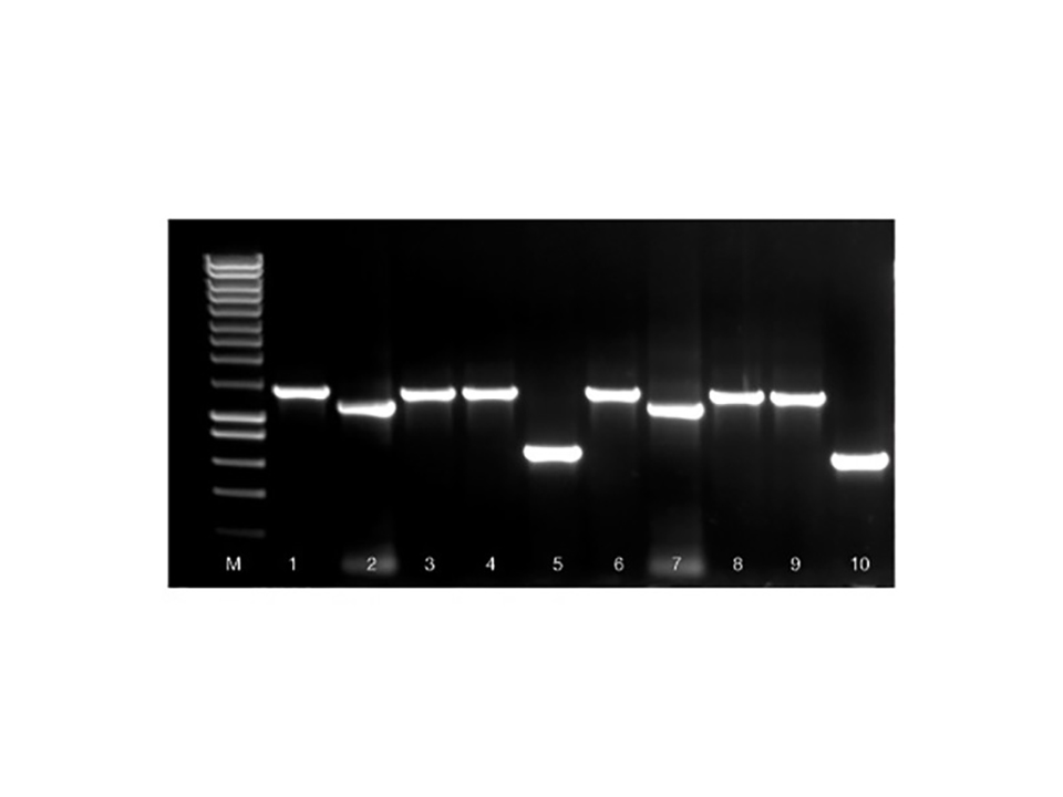 ISOLATE II Genomic DNA Kit / 250 preps