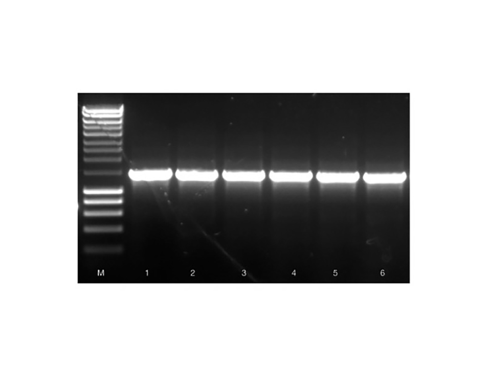 ISOLATE II Plant Dna Kit /10 preps