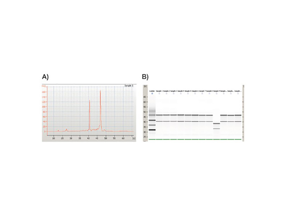 ISOLATE II RNA Mini Kit / 10 preps