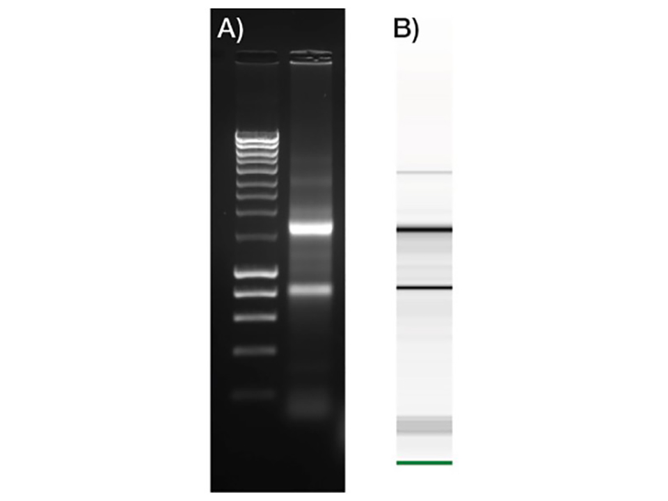 ISOLATE II RNA Micro Kit / 10 preps