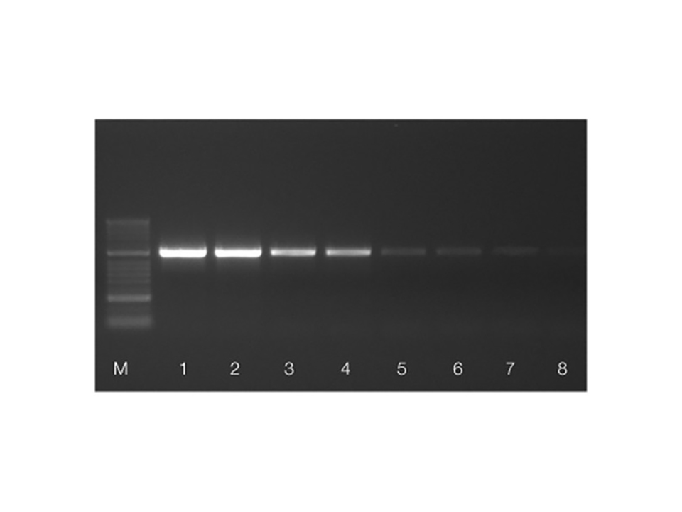 Tetro Reverse Transcriptase Enzyme / 10,000 Units