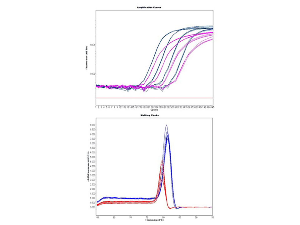 SensiFAST SYBR Hi-ROX One-Step Kit  / 100 rxns