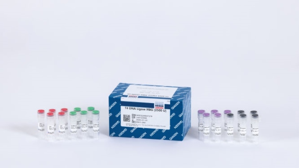 T4 DNA Ligase MBG (2500 U)