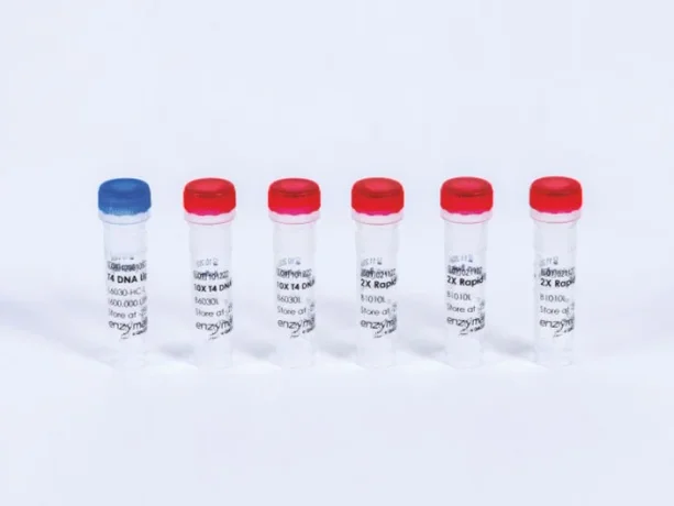 T4 DNA Ligase (Rapid)