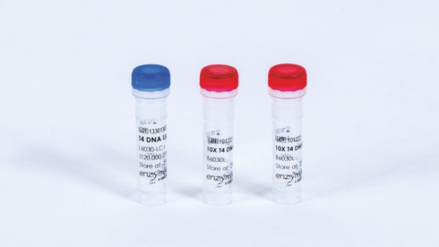 T4 DNA Ligase (150000 U)