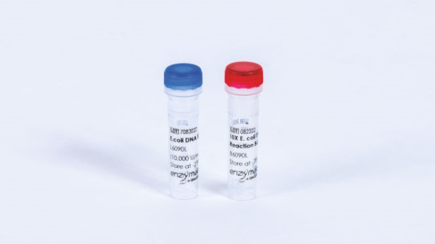 E. coli DNA Ligase (2500 U)