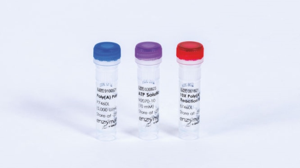 Poly(A) Polymerase (1000 U)