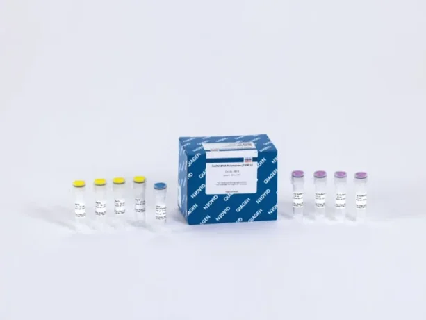 Stoffel DNA Polymerase