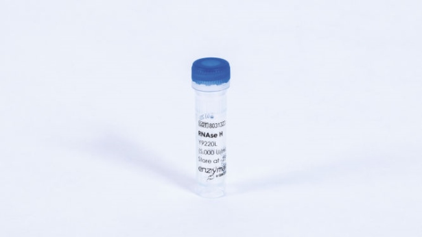 RNAse H (5000 U)