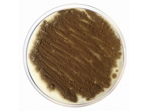 POTATO DEXTROSE AGAR EUR. PHARMA. /USP/500gr