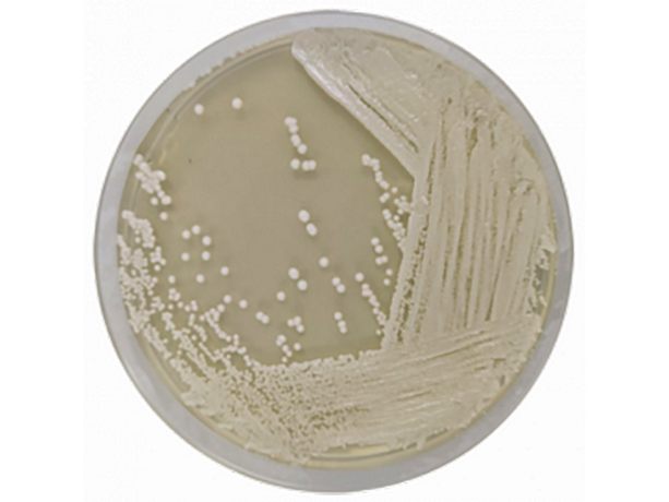 MALT EXTRACT AGAR 500 g